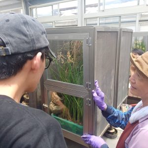 15農試所嘉義分所的昆蟲飼養員介紹水稻黑椿象的飼養方式